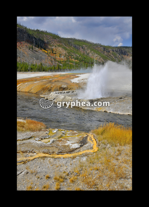 Cliff Geyser en activité au bord de Firehole River (Yellowstone NP, USA) - gryphea.org